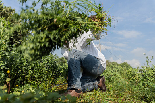 Rural worker and alfalfa crop