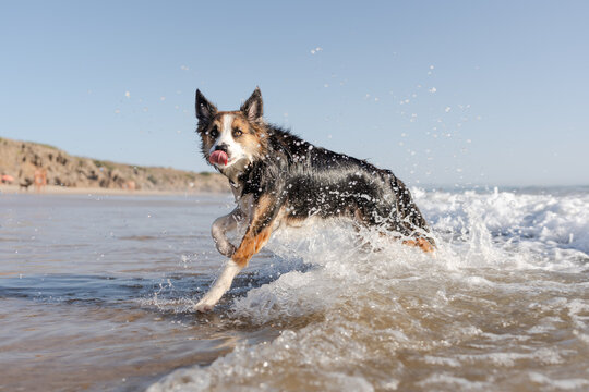 border collie dog enjoying a day at the beach