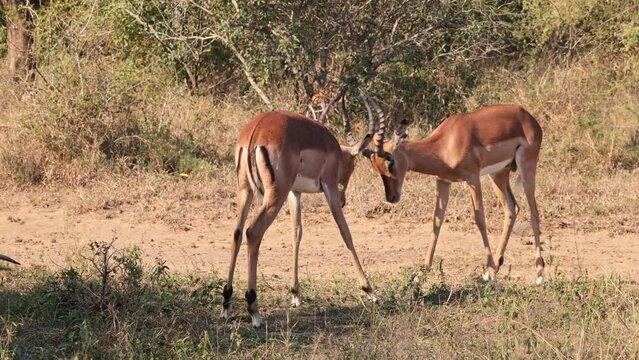 Three Impala antelope rams with horns spar with each other as the mood takes them, probably as practice for future serious territorial and breeding privilege fights in a South African game reserve.
