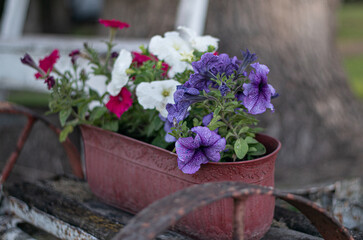 Maceta con flores variadas en el patio