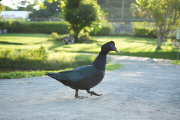 Obraz premium duck in the park