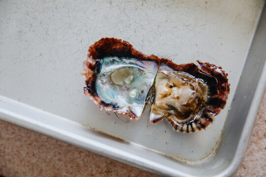 Pearl in Oyster Shell
