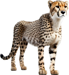 Close-up painting of a cheetah.