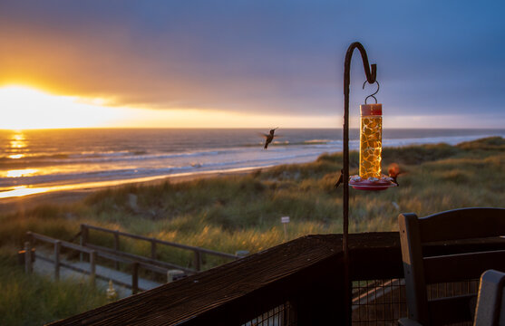 Ocean hummingbirds