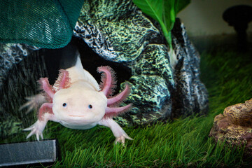 Axolotl Ambystoma mexicanum walking on a grass in aquarium. Amphibian or salamander in a fish tank