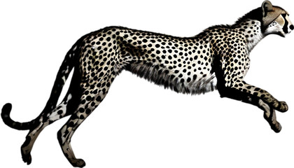 Fototapeta premium Close-up painting of a cheetah.
