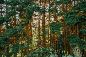 Pine tree forest 