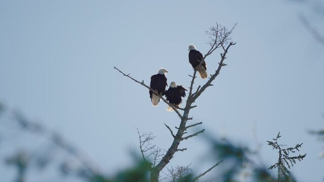 Three Bald eagles on a tree - slow motion