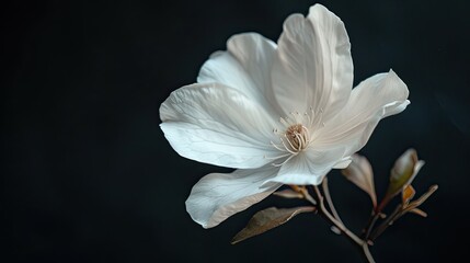 white flower on black background 