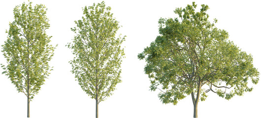 Fraxinus excelsior tree 4k png cutout