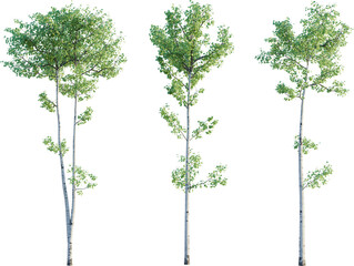 Naklejka premium Populus tremuloides tree 4k png cutout