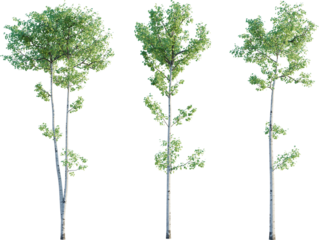  Populus tremuloides tree 4k png cutout