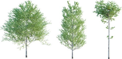 Populus tremuloides tree 4k png cutout