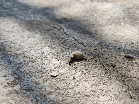 An ant hefting a large seed on weathered concrete with shadows of leaves