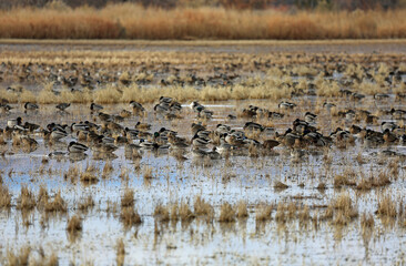 Ducks - Bosque del Apache National Wildlife refuge, New Mexico