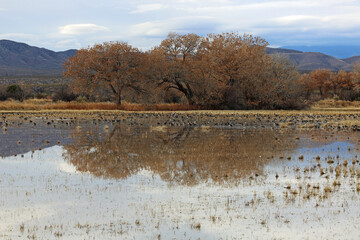 Reflection and Ducks - Bosque del Apache National Wildlife refuge, New Mexico