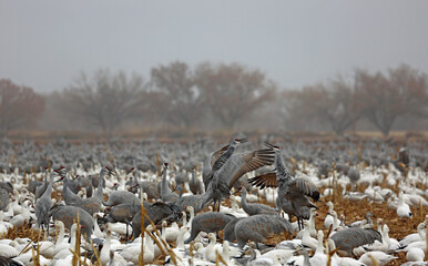 Cranes dancing - Bernardo Wildlife Refuge, New Mexico