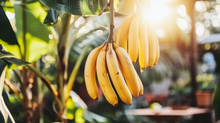 Ripe bananas growing on tree in greenhouse with copy spacehealthy fruits concept for text placement - Powered by Adobe