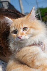 portrait of a cat with a eyes