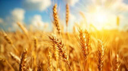 A picturesque golden wheat field basking in the warmth of a sunny day, creating a serene rural landscape.