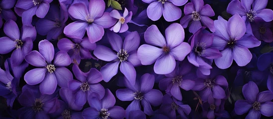 Foto op Canvas A cluster of purple flowers are arranged closely next to each other, creating a vibrant display of color in a garden or field. The flowers are similar in size and shape, appearing uniform in their © 2rogan