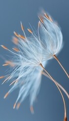 Dandelion seed blowing in the wind, nature background with flying seeds, botanical concept