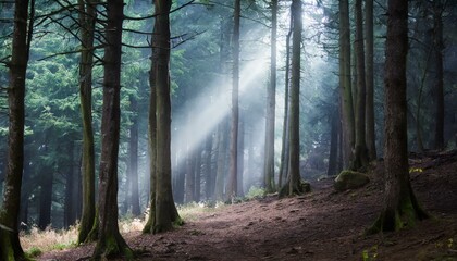 Obraz premium Mystical Forest with beaming light through the trees