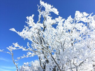 晴れた日の樹氷、霧氷の景色