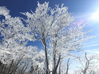 晴れた日の樹氷、霧氷の景色