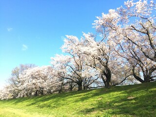 桜の花の風景