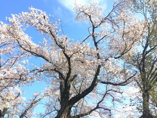 桜の花の風景