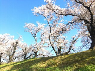 桜の花の風景