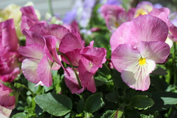 Pansy flowers bloom in a spring garden
