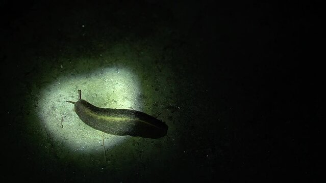 video of garden leech moving in dark