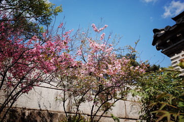 Changgyeonggung Palace in Spring, Spring in Seoul, traditional places in Seoul