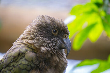 Kaka parrot portrait