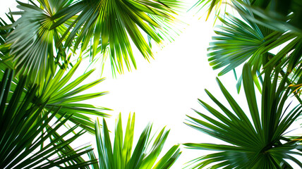 Obraz premium Beautiful pandani leaf background with white paper a refreshing and serene combination