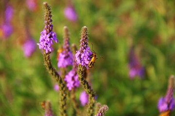 soldier beetles on hoary vervain