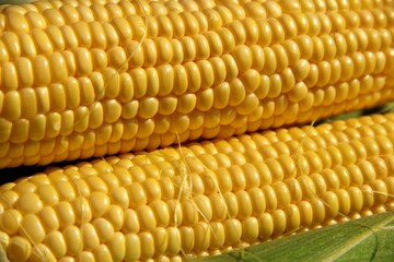 ears of sweet corn