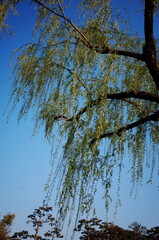 Korean style park, Seoul garden, Seoul spring Han River