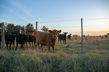 Vacas en el campo mirando hacia la camara