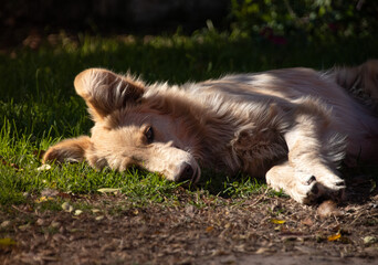 Perro adorable tomando una siesta