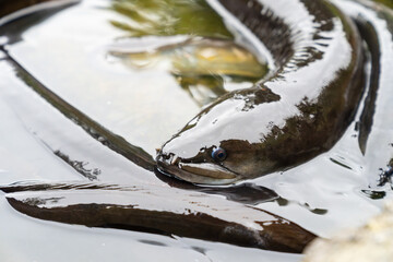 New Zealand Long fin eel in stream