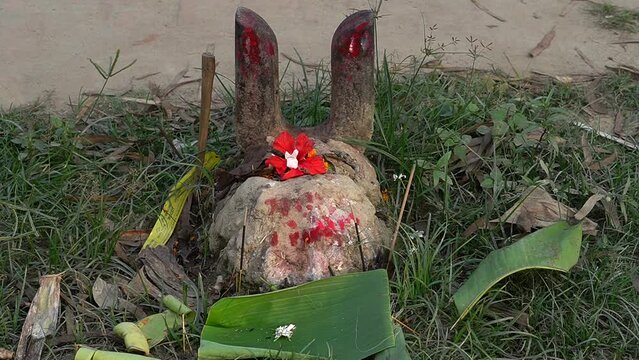 video of holy wood used to sacrifice animals in Hindu culture