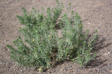 Wild shrubs in the lonely Gobi desert, Umnugovi province, Mongolia. The soil in the surrounding place is brownish sand with some gravels. It is hard to believe those shrubs may grow well and plenty.