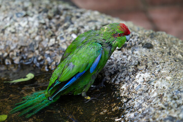 Red-crowned kakariki bathing in puddle
