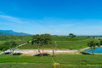 tea plantation on mountain in morning