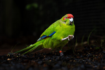 Red-crowned kakariki with leg ring on dark background.