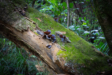 Wood ear fungi on old moss covered log.