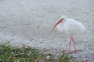Isolated long curved red bill white Ibis looking right on the ground. Graved and green grass on a sunny late afternoon in Gulfport, Florida. No people and room for copy horizontal.